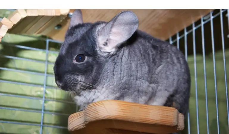 are-chinchilla-sensitive-sound