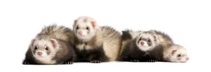 are-ferrets-getting-along-well
