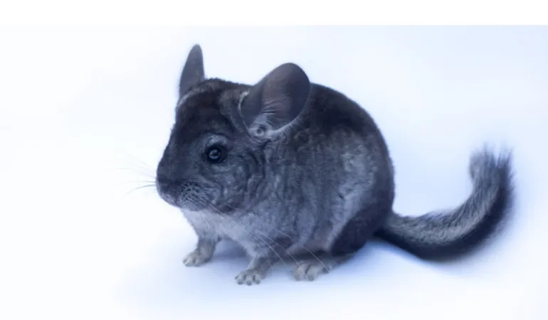 best-age-for-breeding-chinchillas