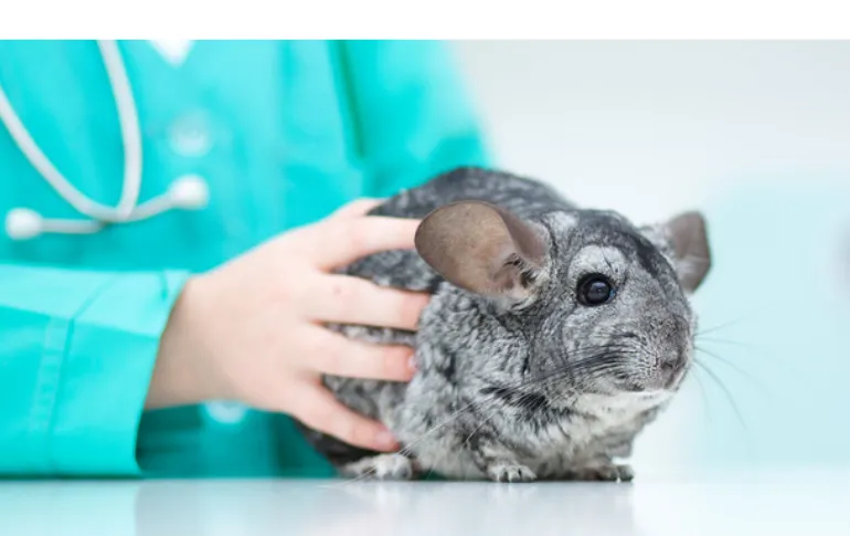 can-chinchilla-see-colour