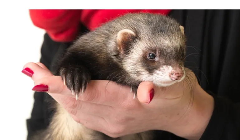 can-ferrets-and-rabbits-get-along