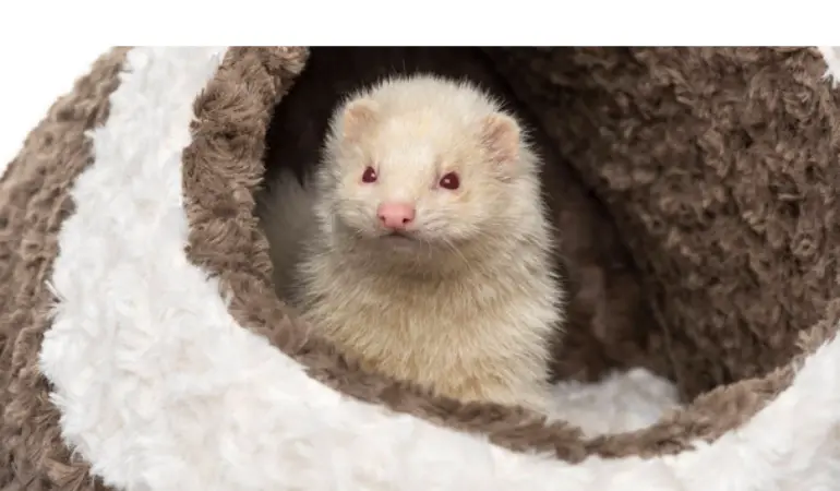 can-ferrets-see-in-the-dark