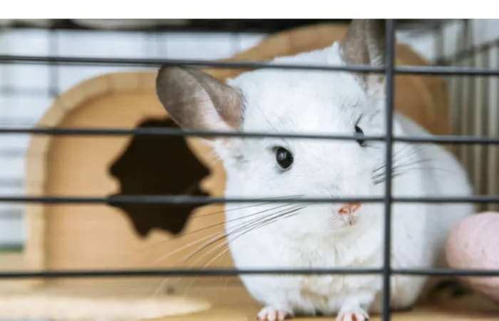 chinchilla-bedding-needs
