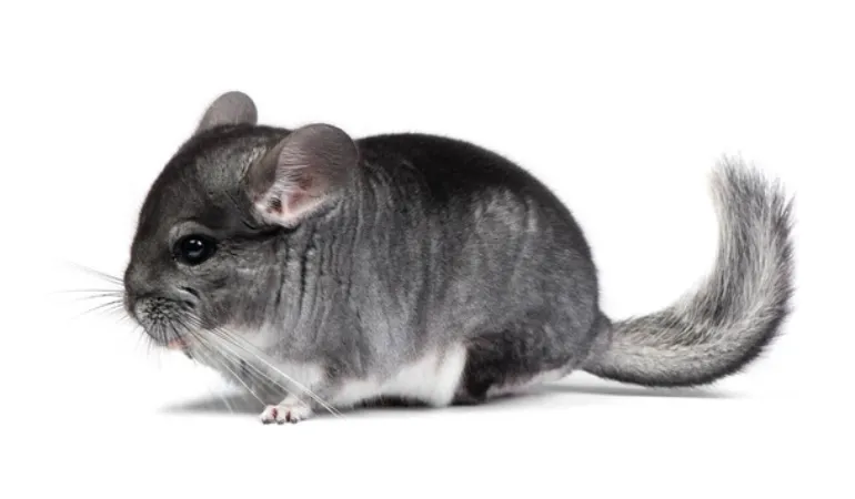 chinchilla-pregnancy