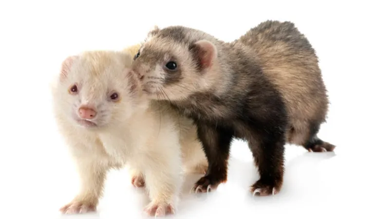 ferret-dominance-fights