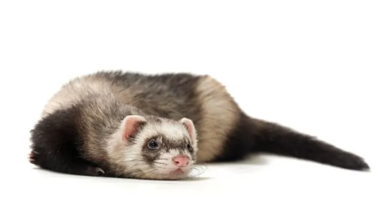 ferret-heat