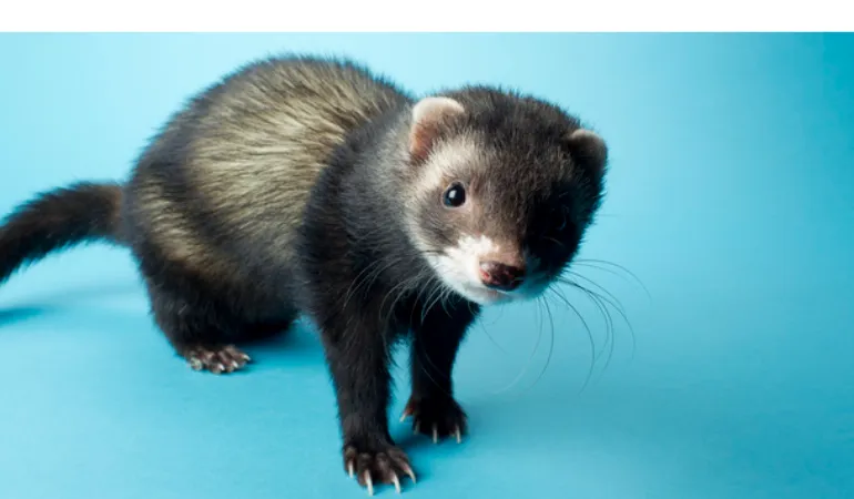 ferret-smell-in-house