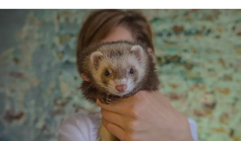 ferret-stick-person