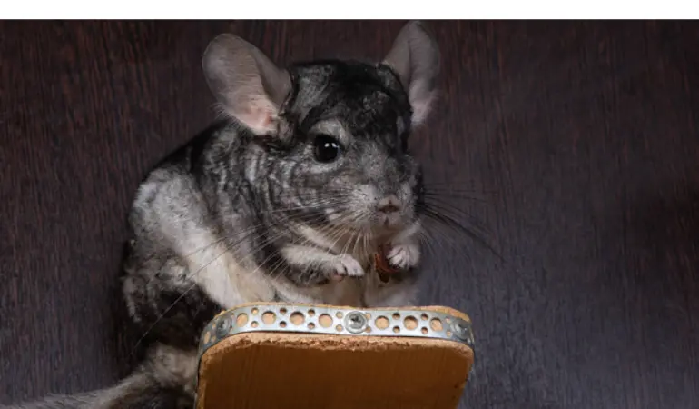 how-chinchilla-adapt-environment