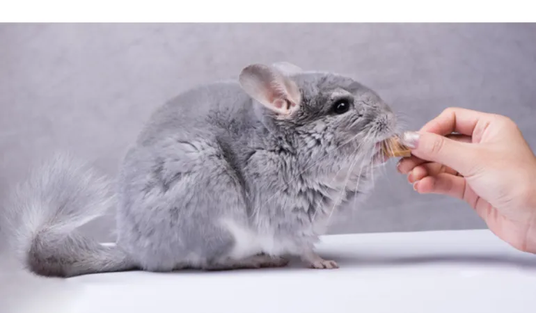 how-dangerous-chinchilla-bites