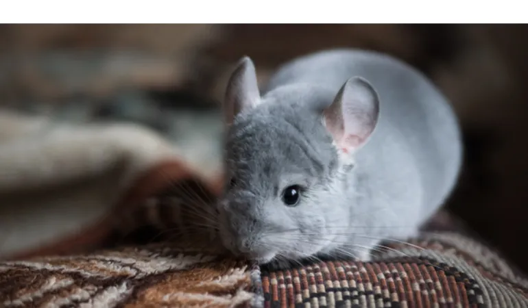 how-high-chinchilla-jump