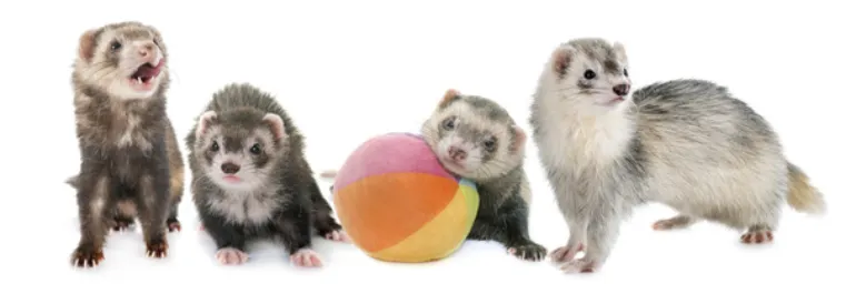 how-mang-pet-ferrets-to-own