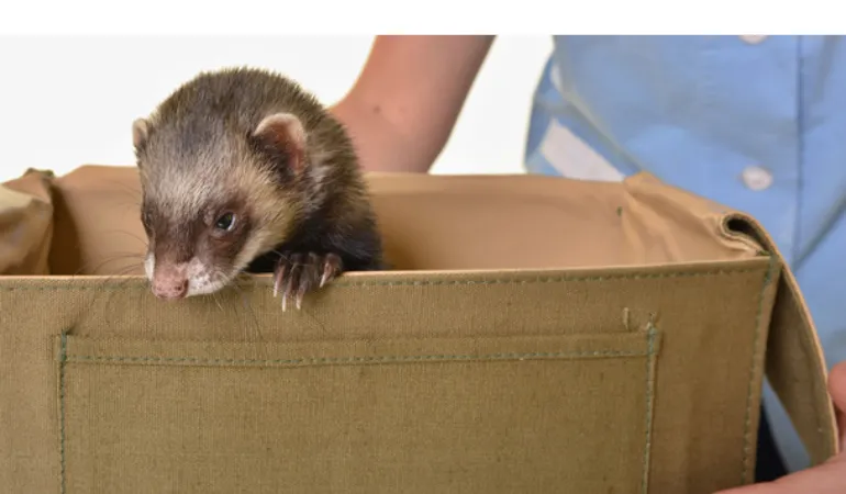 how-many-babies-ferret-have