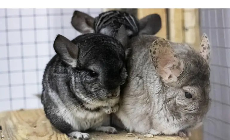how-to-bond-two-chinchillas
