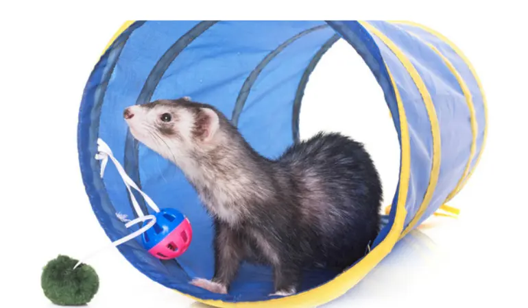 male-female-ferret-more-affectionate-or-aggressive