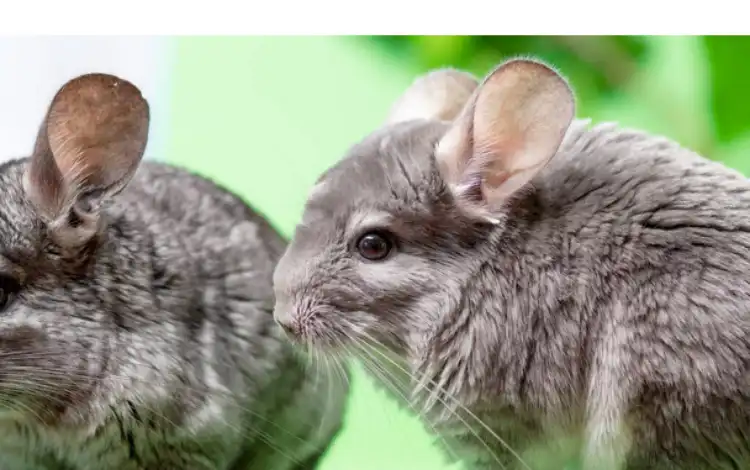 male-vs-female-chinchillas