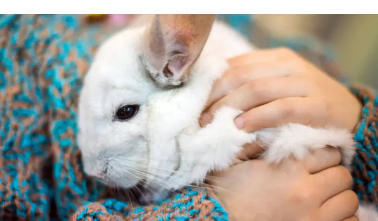 separating-bonded-chinchillas