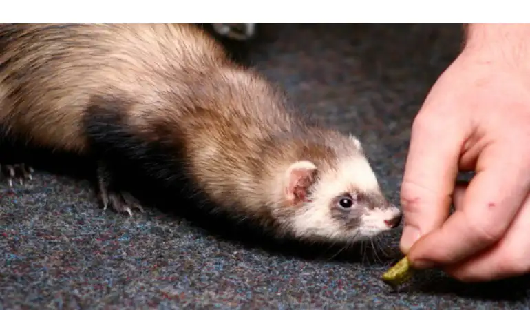 signs-ferret-loves-you