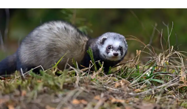 taking-ferret-outside-walk
