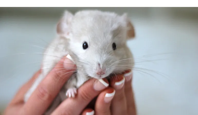when-do-chinchillas-stop-growing