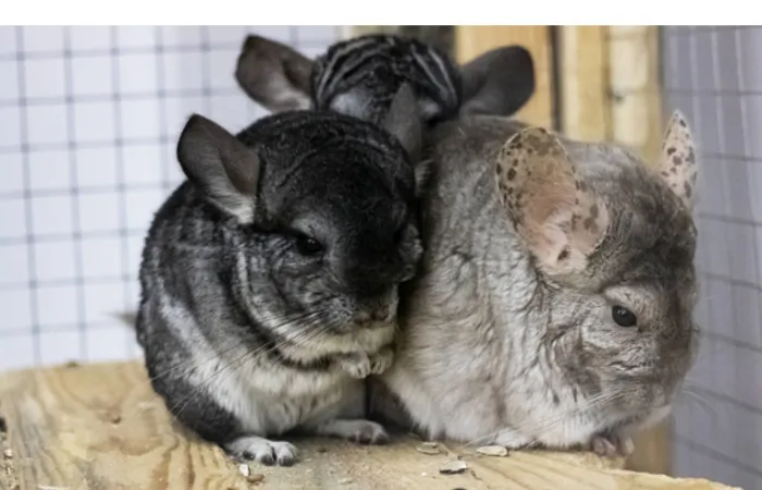 why-chinchillas-nibble-each-other