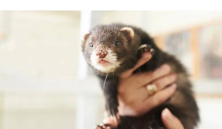 why-ferret-lick-you-so-much