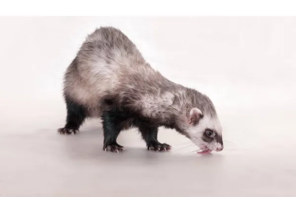 why-ferret-so-small-size