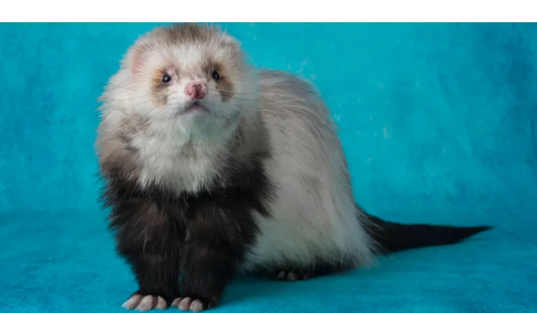 why-ferret-staring-at-you