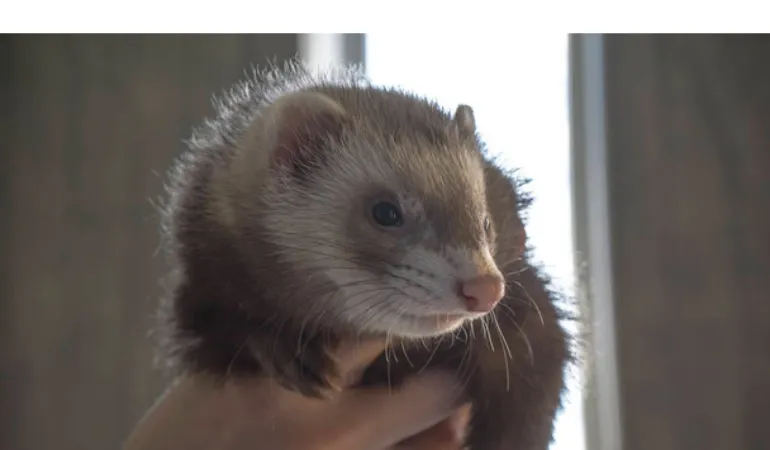 why-ferret-yawn-when-scruffed