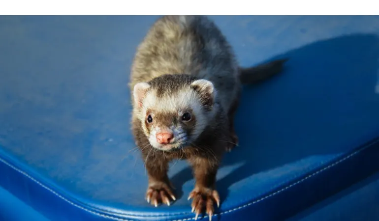 why-ferrets-pee-everywhere