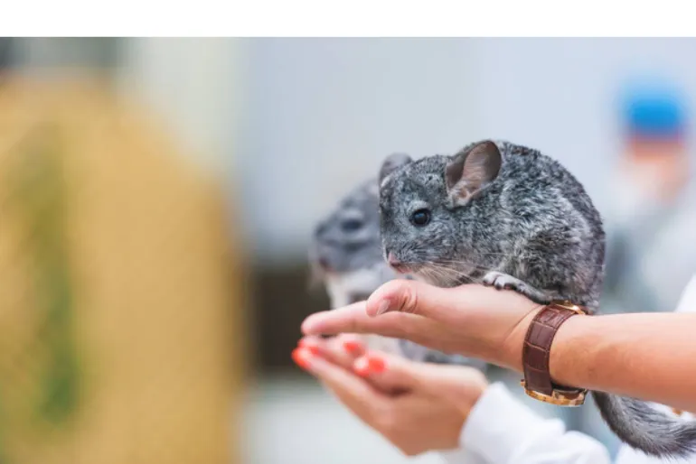 wild-vs-home-chinchillas