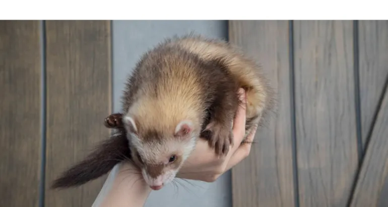 Are-Pet-Ferrets-Quiet-or-Noisy