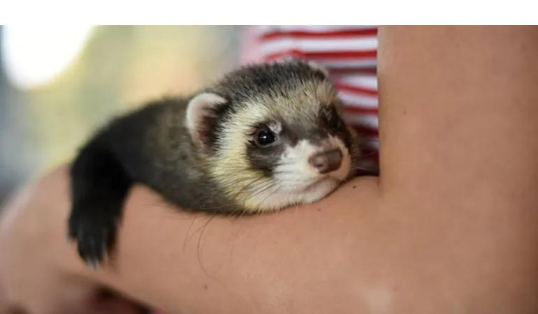 apply-coconut-oil-on-ferrets
