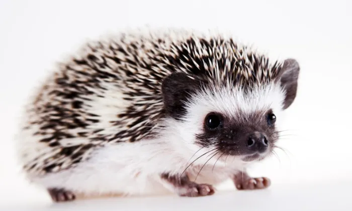are-hedgehog-quills-sharp