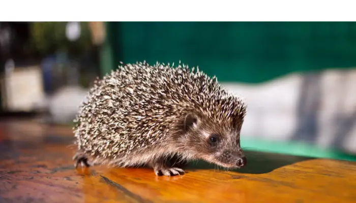 are-hedgehogs-good-climbers