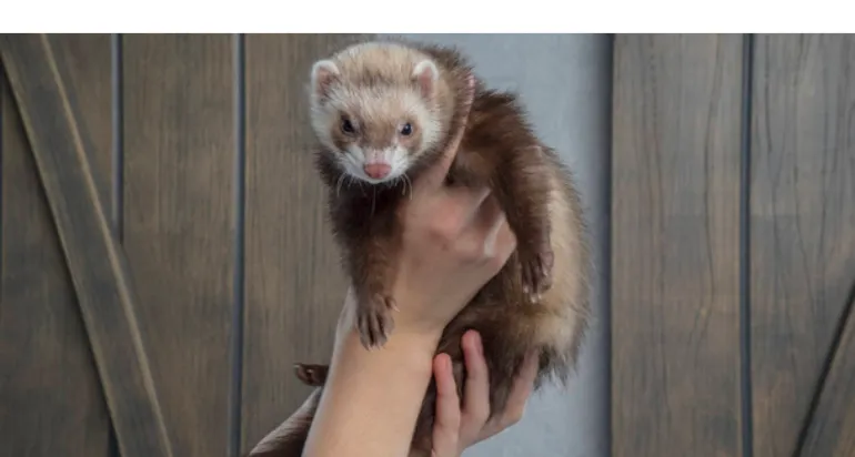 can-ferrets-and-cats-live-together