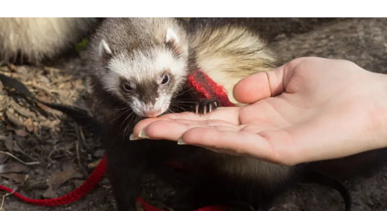 can-ferrets-eat-peanut-butter