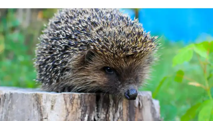 can-hedgehog-eat-bananas