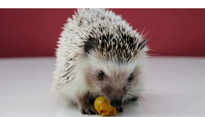 can-hedgehog-eat-bread
