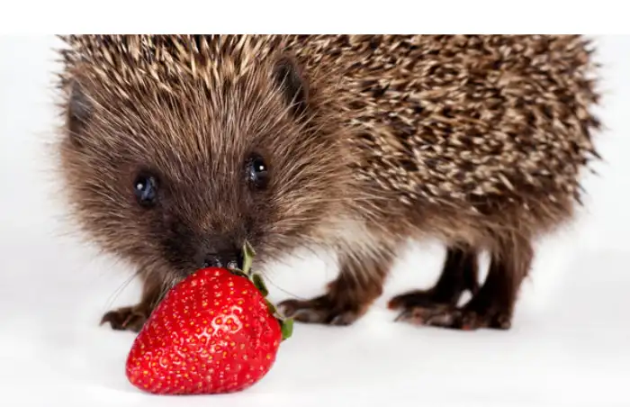 can-hedgehog-eat-strawberry