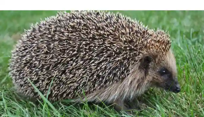 can-you-walk-hedgehog