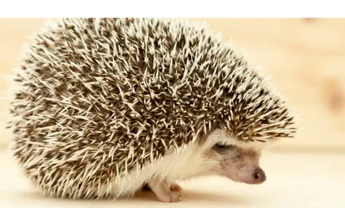 do-hedgehog-guills-grow-back