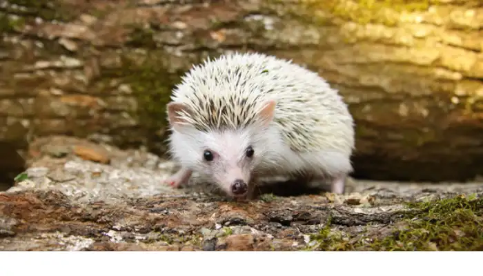 do-hedgehogs-like-alone