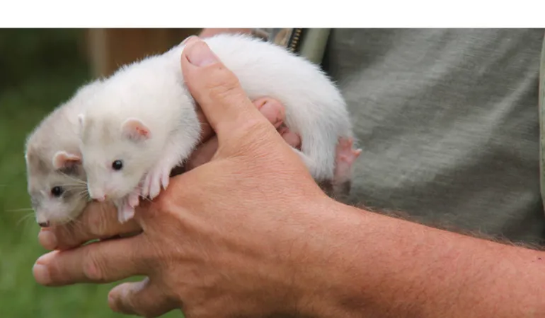 ferret-age-in-human-years