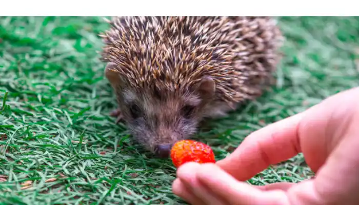 hedgehog-daily-feeding-nutrition