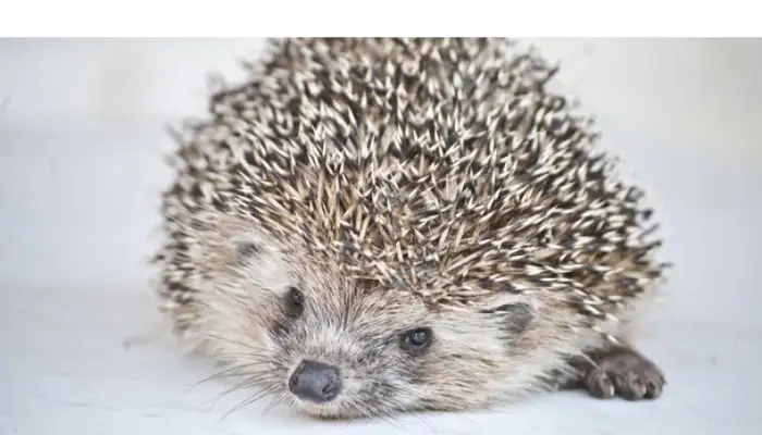 hedgehog-mites-rdry-skin