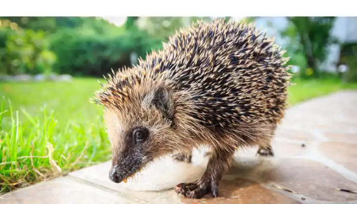 how-fast-can-hedgehog-run