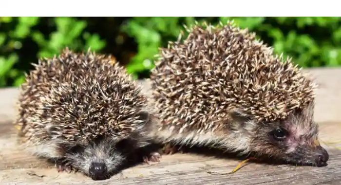 how-hedgehog-show-affection-to-each-other