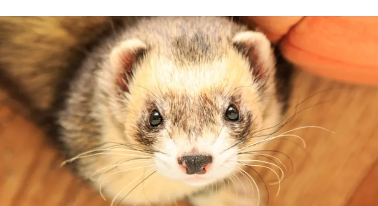 how-much-coconut-oil-ferrets