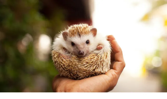 how-much-hedgehog-costs
